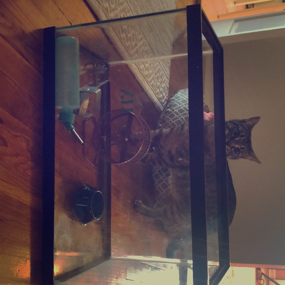 I am selling this hamsters